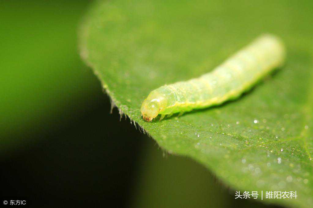 这个药杀虫杀螨特效，1小时即可杀死害虫