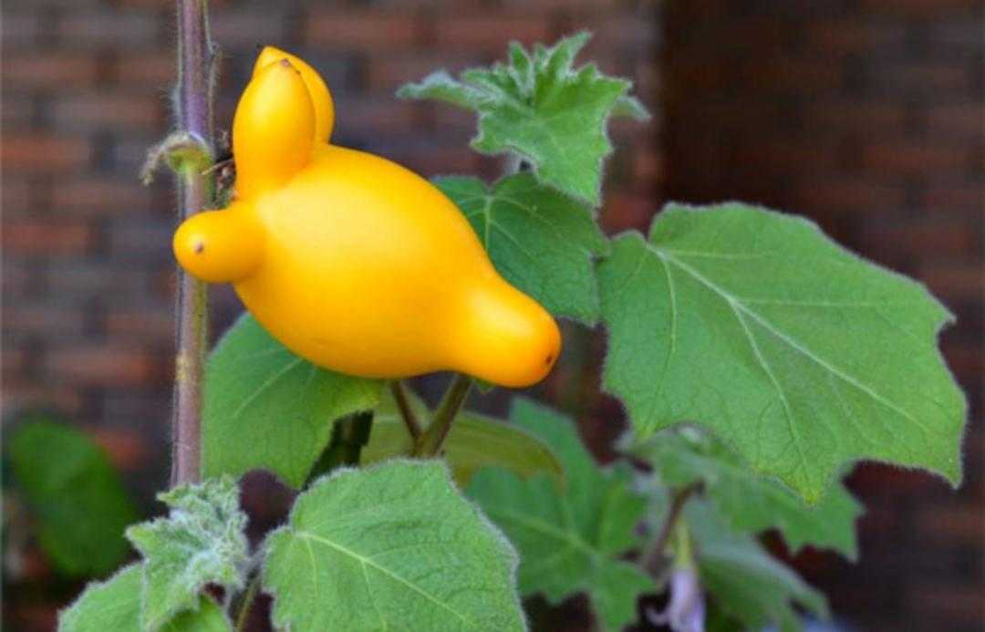 植物百科: 乳茄