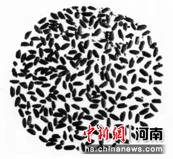 九千年前，贾湖先民吃些啥？