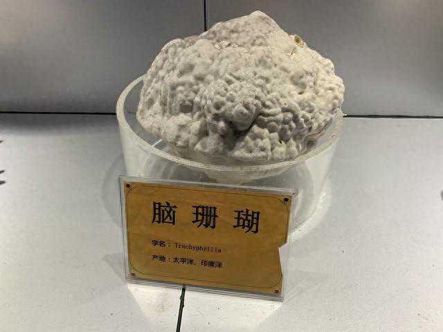菌种保藏的方法