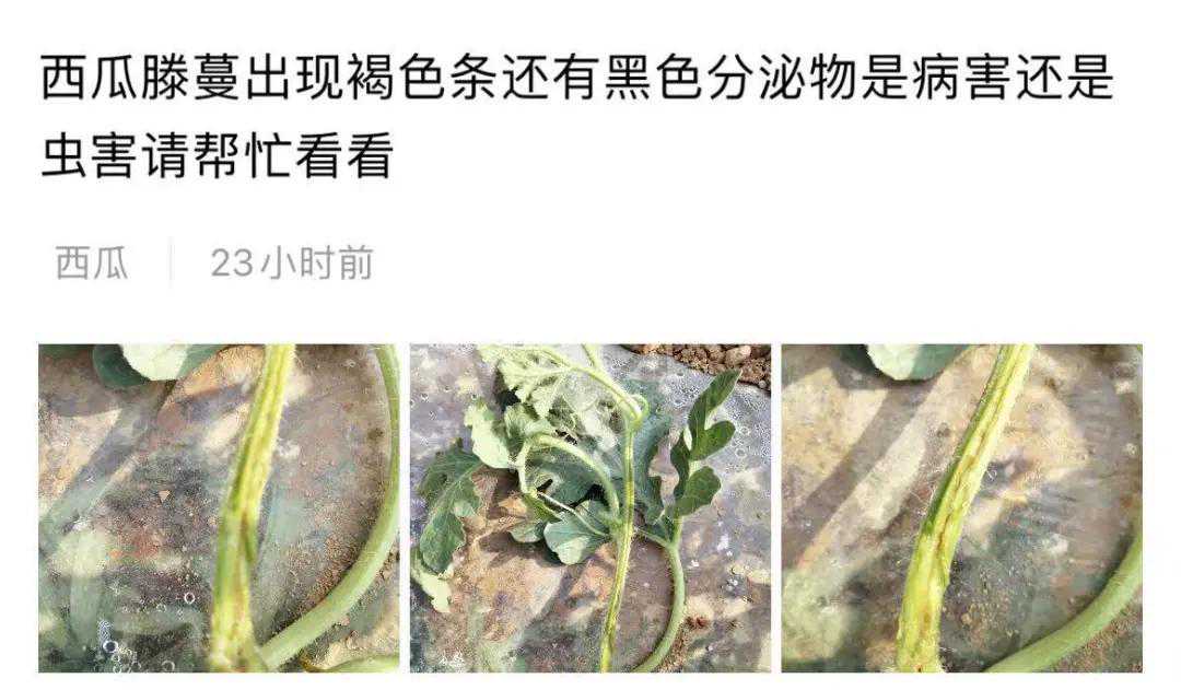 西瓜定植后茎杆开裂流脓？那是蔓枯病在作妖
