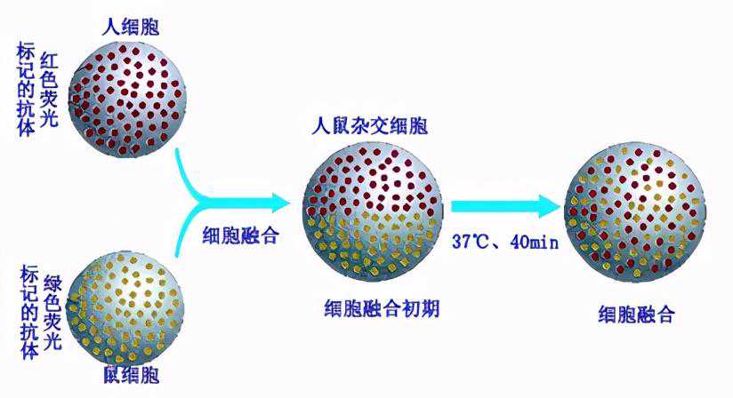 从生物教学谈荧光蛋白和荧光标记法