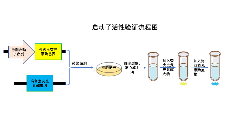 荧光素酶检测实验技术