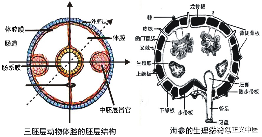 动物附肢结构为什么比内脏结构活动性强？