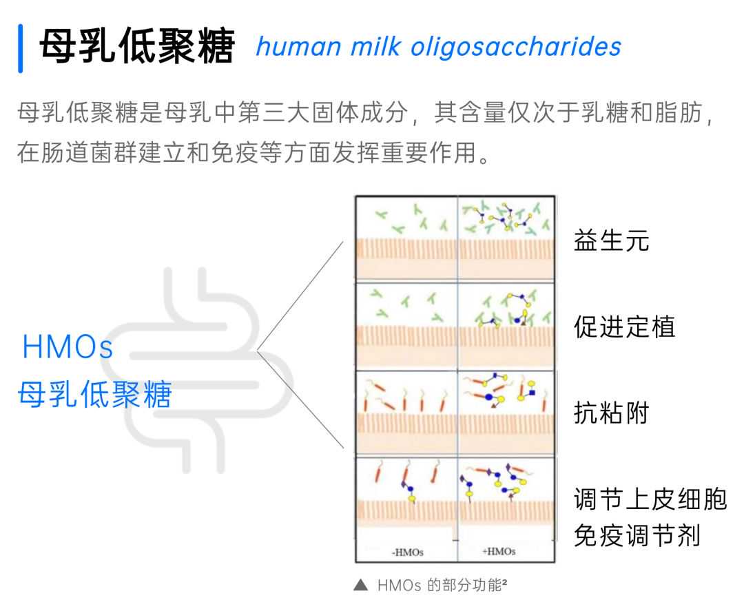 乳源低聚糖很重要