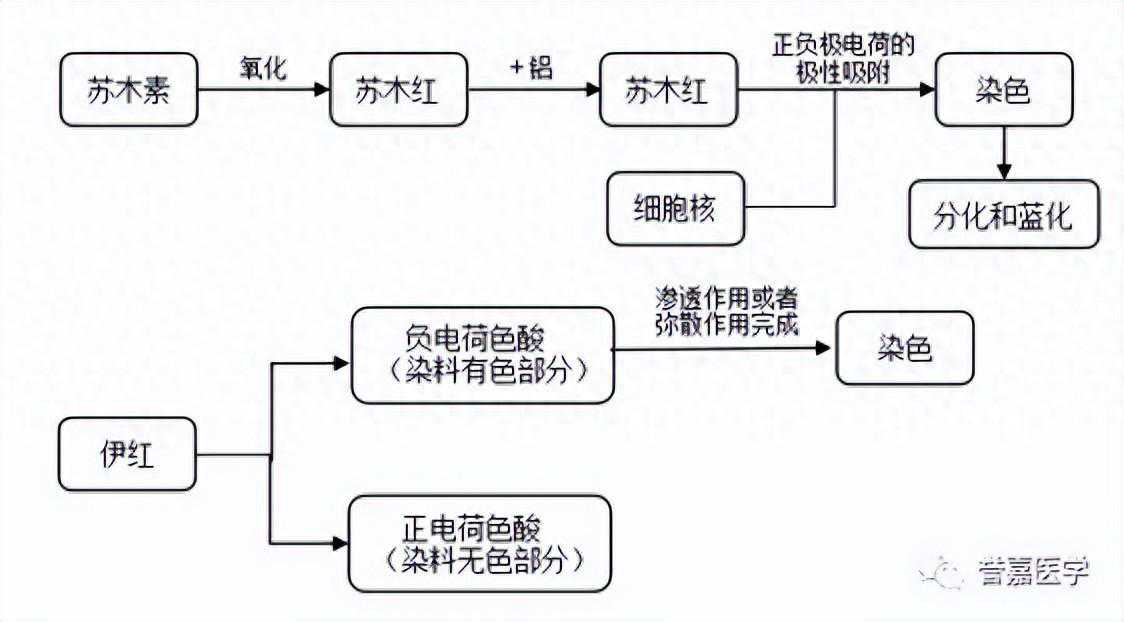 实验干货：如何做好一张高质量的HE染色切片