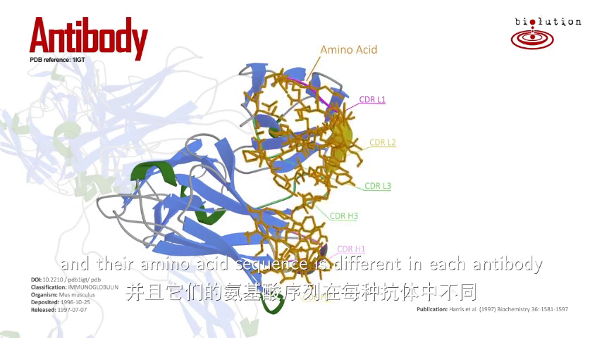 什么是抗体和抗体治疗？