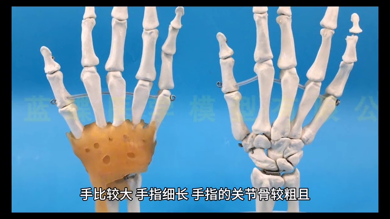学究型手#手型测试你是什么手型呢