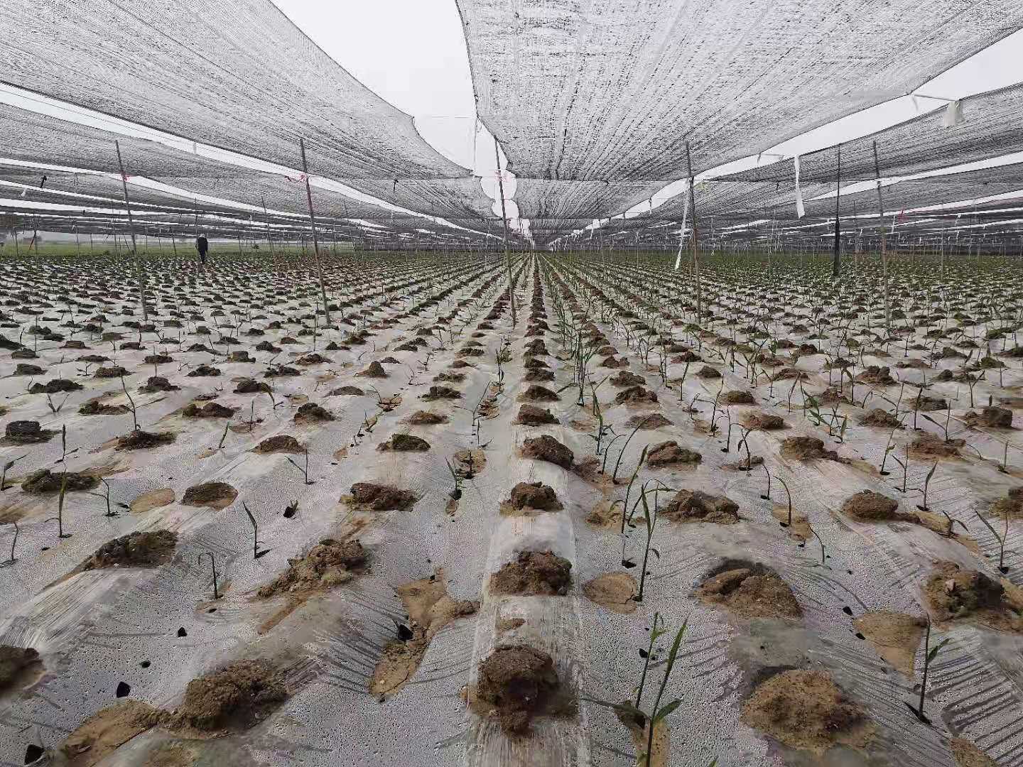 大姜种植势头好，平膜、二拱、六米棚选哪个更好？