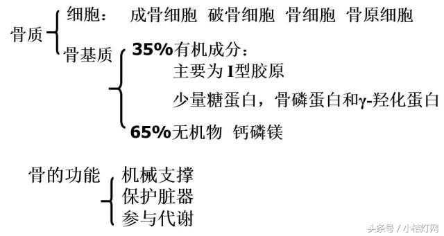 IVD产品经理系列-生化知识细说之骨代谢