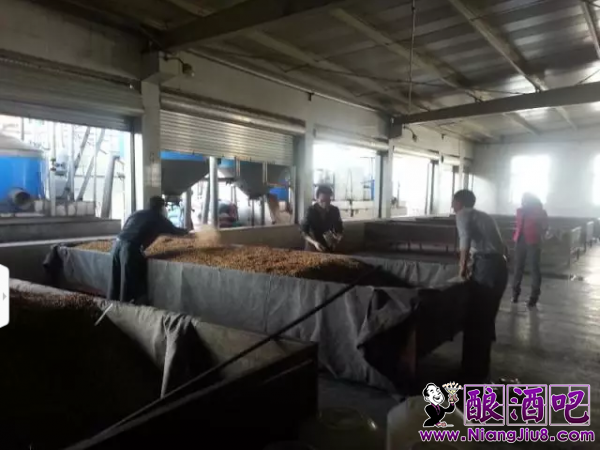 传统固态小曲白酒之糖化培菌篇