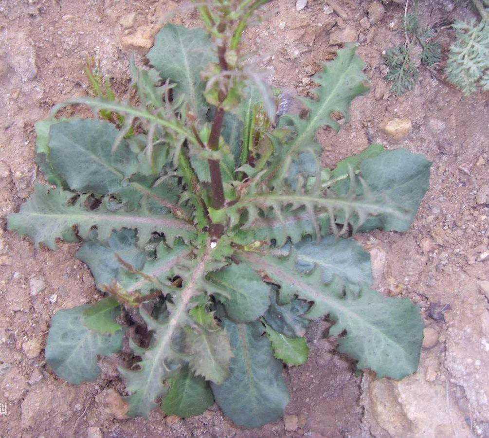 “苦碟子”是一种什么样的植物？