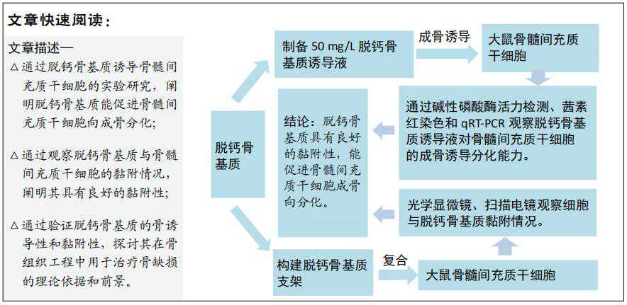 脱钙骨基质体外诱导骨髓间充质干细胞的成骨分化