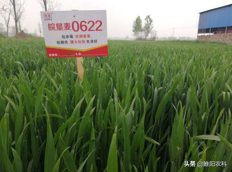 又一个超高产小麦新品种上市，亩产突破1600斤