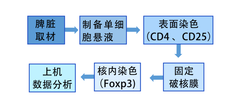 流式课堂 | 小鼠调节性T细胞鉴定方案