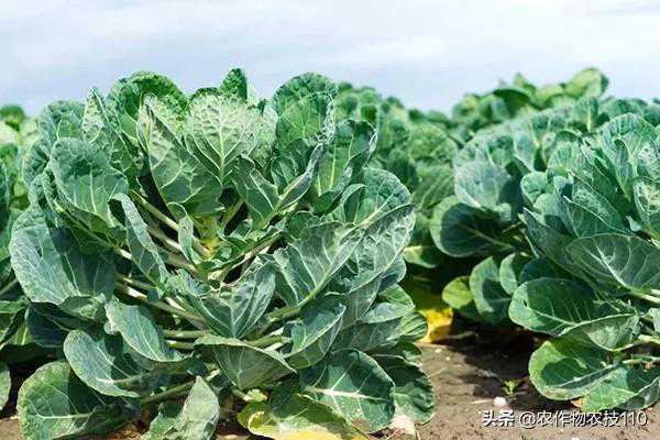 拇指大点的蔬菜，价格比猪肉还贵，你吃过吗？