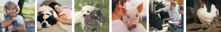 猪场用药小结