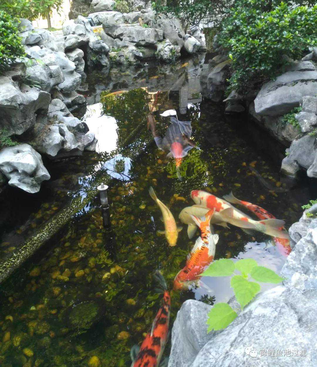 鱼池过滤设备与精滤机结合安装分享及效果展示