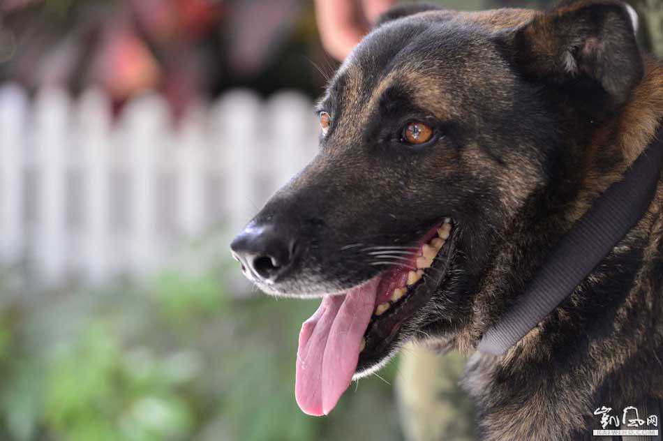 全记录：功勋犬道海搜山破案