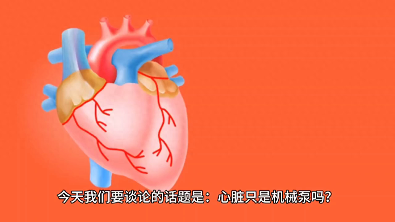 超凡之心-心脏只是机械泵吗？