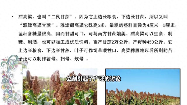 《高粱》新国标征求意见，拟将高粱分为三种